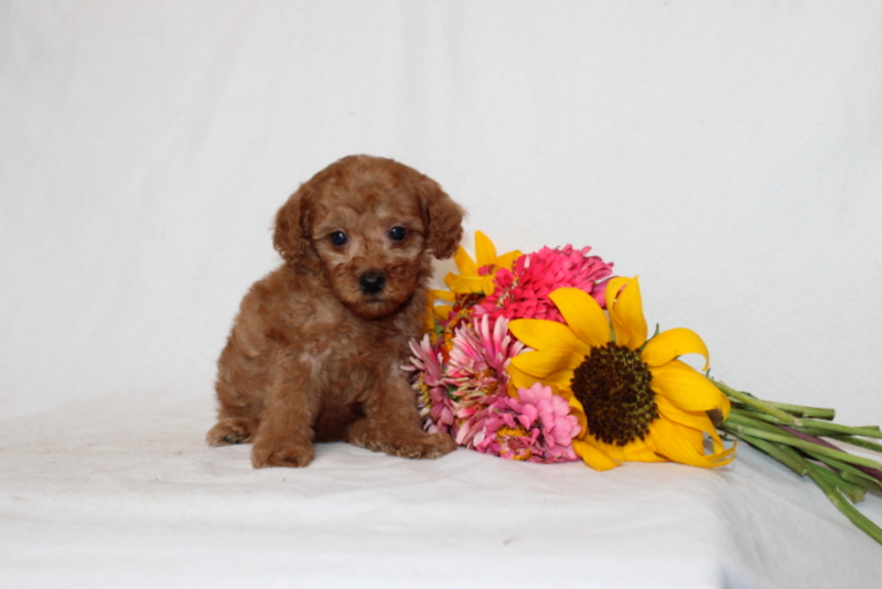 puppy, for, sale, Mini Goldendoodle F1BB, Matthew B. Stoltzfus, dog, breeder, Gap, PA, dog-breeder, puppy-for-sale, forsale, nearby, find, puppyfind, locator, puppylocator, aca